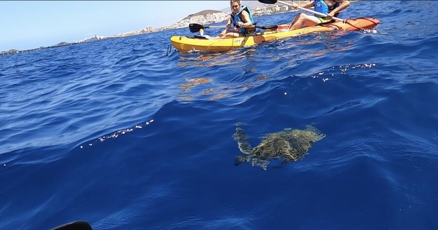 Tenerife: Kayak Safari and Sea Turtle Snorkeling with Photos - Wildlife sightings are a bonus, not a promise
