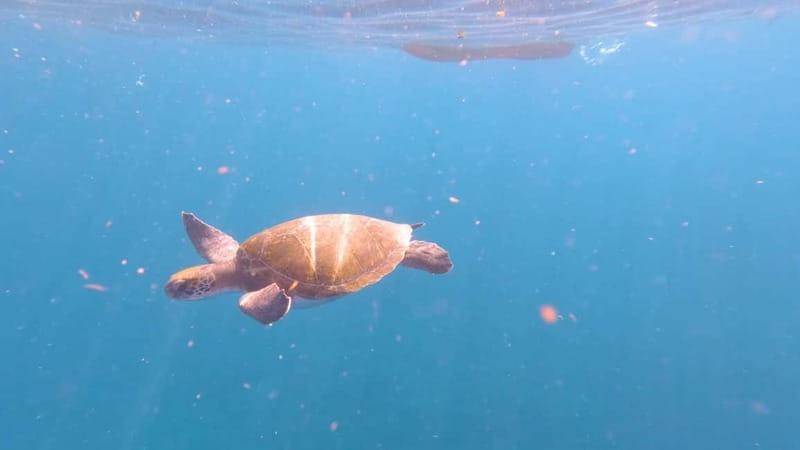 Tenerife: Kayak & Snorkeling Tour - Small Groups - Watching for dolphins and turtles near the fish farms