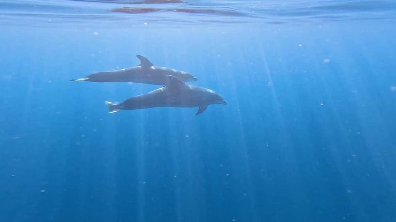 Tenerife: Kayak & Snorkeling Tour - Small Groups - Is $37 good value?