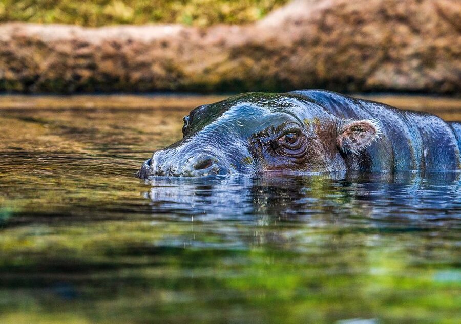 Tenerife: Loro Parque Entry Ticket - FAQ