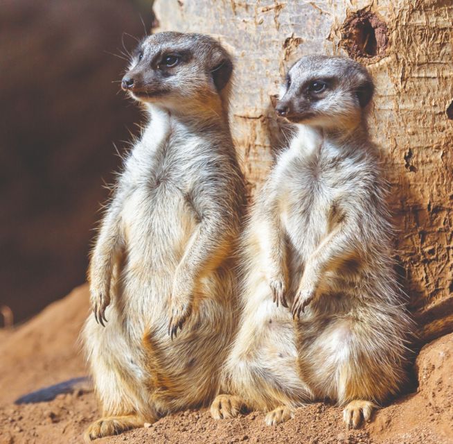 Tenerife: Loro Parque Entry Ticket - Start early, then let the show schedule guide you
