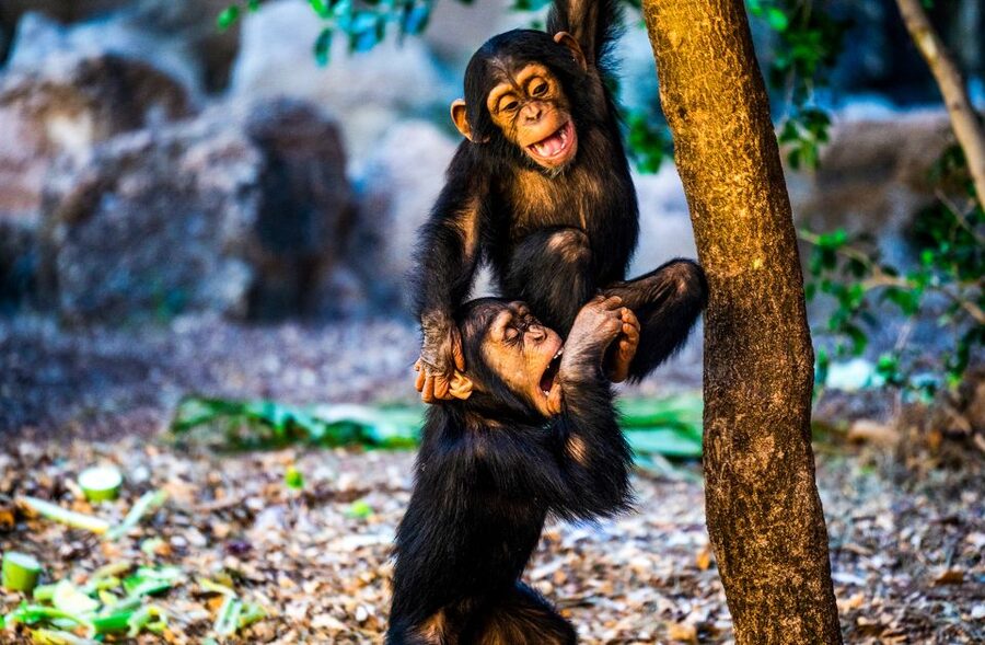Tenerife: Loro Parque Entry Ticket - Kinderlandia and a family day out