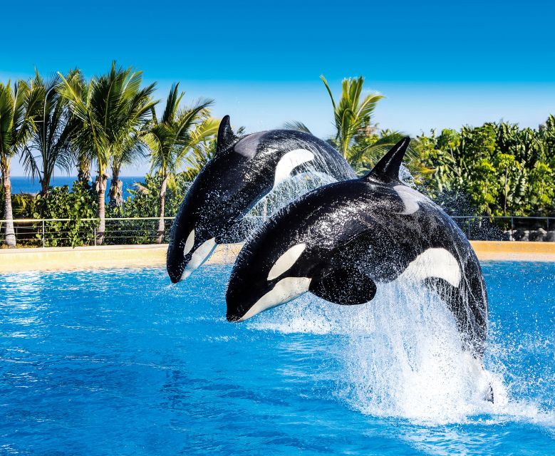 Tenerife: Loro Parque Entry Ticket - What $52 buys, and what it does not