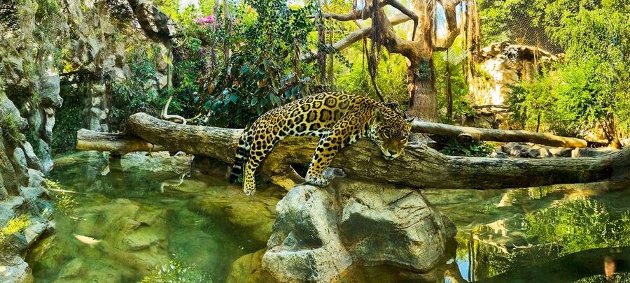 Tenerife: Loro Parque Entry Ticket - Getting around without losing time