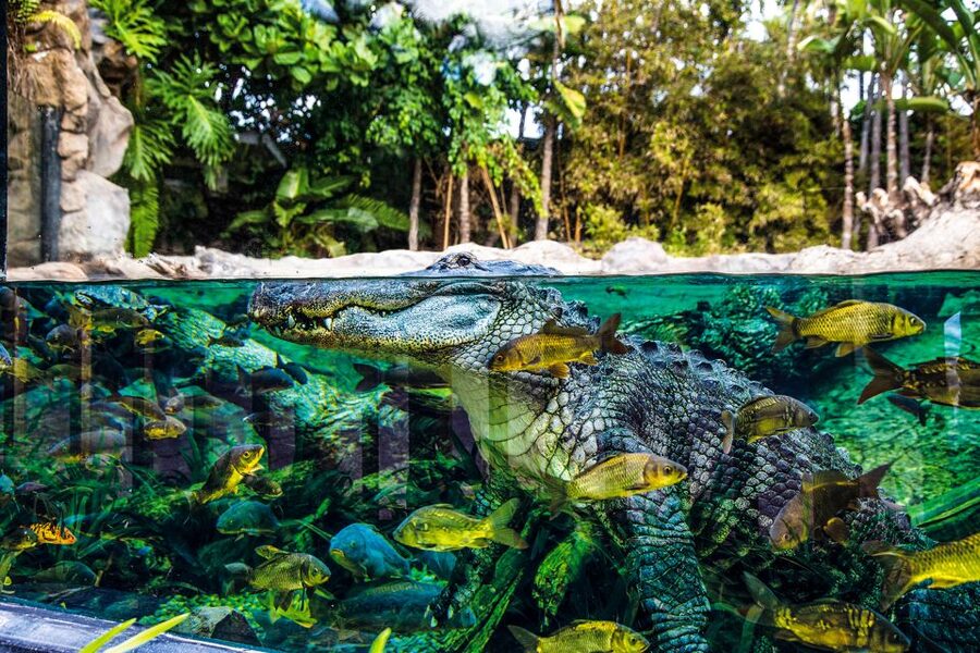 Tenerife: Loro Parque Entry Ticket - Who will enjoy Loro Parque most?