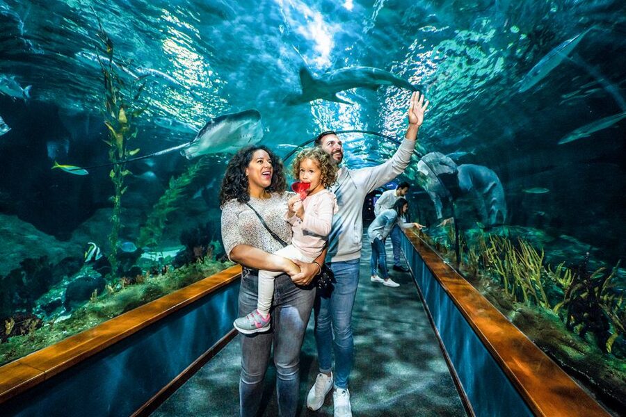 Tenerife: Loro Parque Entry Ticket - Should you book?