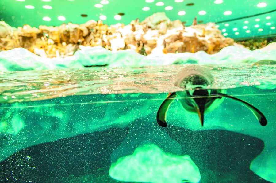 Tenerife: Loro Parque & Siam Park Entry Ticket with Transfer - Two parks, with a day between the thrills and the animals