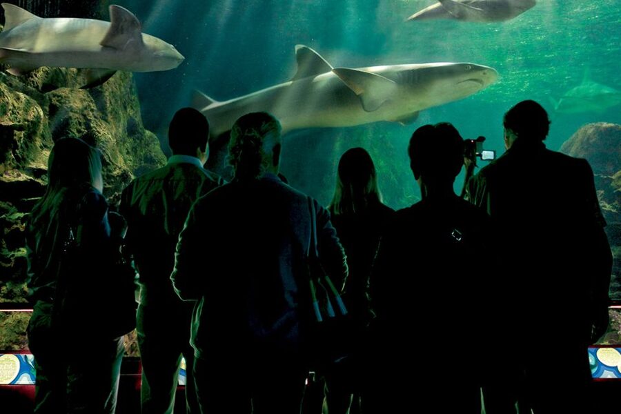 Tenerife: Loro Parque & Siam Park Entry Ticket with Transfer - Ticket checks and dates need a little care