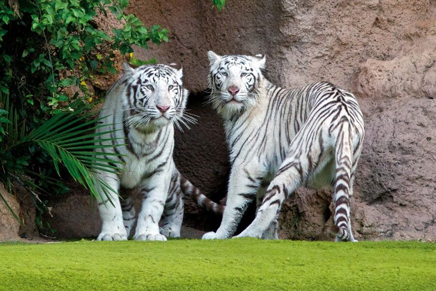 Tenerife: Loro Parque & Siam Park Entry Ticket with Transfer - Who gets the best value from this ticket
