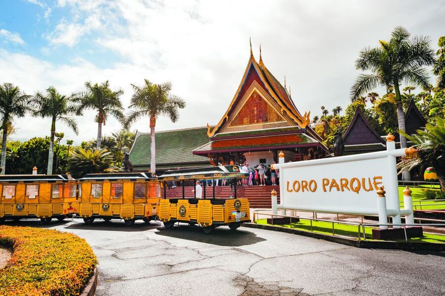 Tenerife: Loro Parque & Siam Park Entry Ticket with Transfer - At Loro Parque, plan around the shows