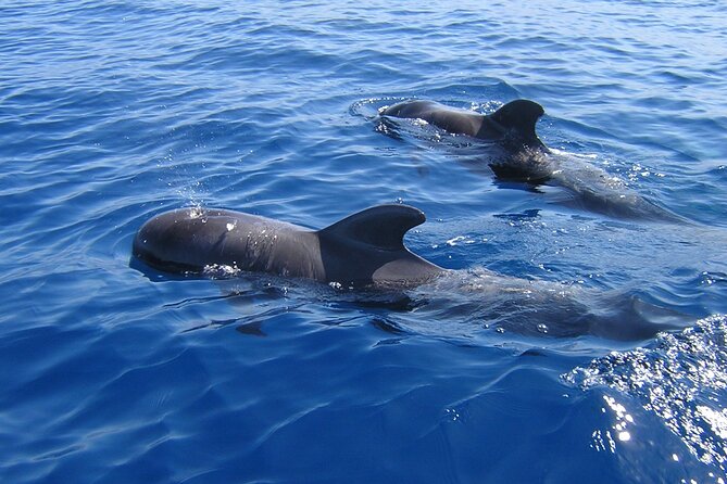 Tenerife Los Cristianos: Whale and Dolphin Eco-Yacht and Swim Stop - Setting out from Los Cristianos