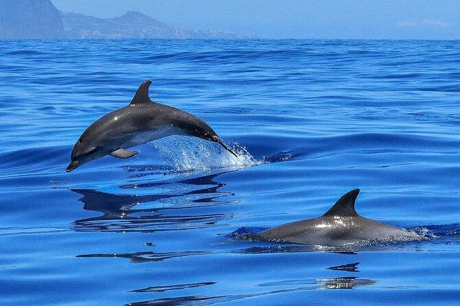 Tenerife Los Cristianos: Whale and Dolphin Eco-Yacht and Swim Stop - A swim stop with a weather-shaped asterisk