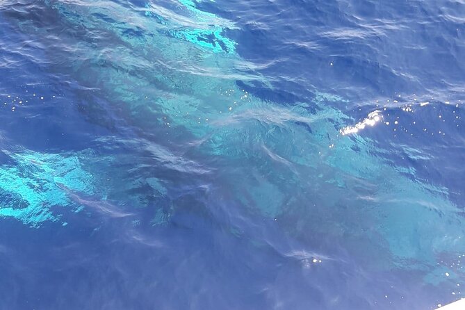 Tenerife Los Cristianos: Whale and Dolphin Eco-Yacht and Swim Stop - Should you book?
