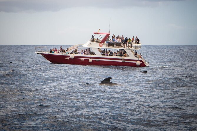 Tenerife Los Cristianos: Whale and Dolphin Eco-Yacht and Swim Stop - FAQ