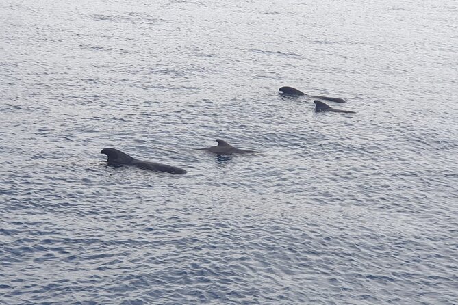 Tenerife Los Cristianos: Whale and Dolphin Eco-Yacht and Swim Stop - The Cave of Love and the coast
