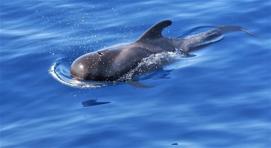 Tenerife: Los Gigantes Whale Watching Cruise by Sail Boat - Two hours on the Atlantic, searching for marine life