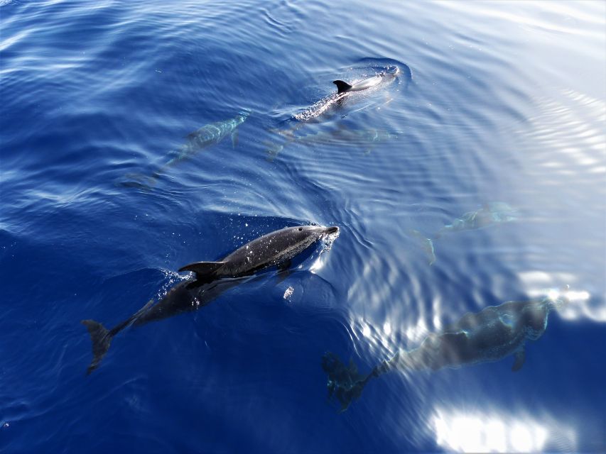 Tenerife: Los Gigantes Whale Watching Cruise by Sail Boat - A short swim and snorkel stop at a coastal cove