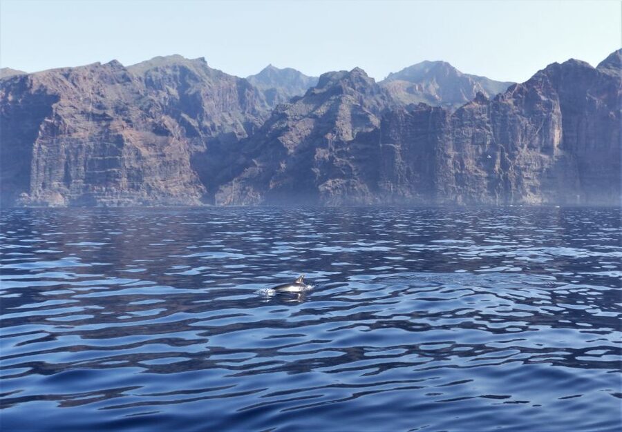 Tenerife: Los Gigantes Whale Watching Cruise by Sail Boat - Is $88 fair value for three hours?