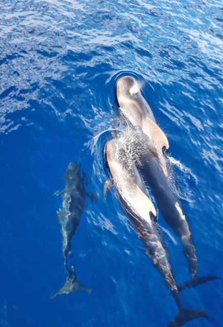 Tenerife: Marine-Life Tour with Transfer, Buffet and Drinks - Is €69 Good Value?
