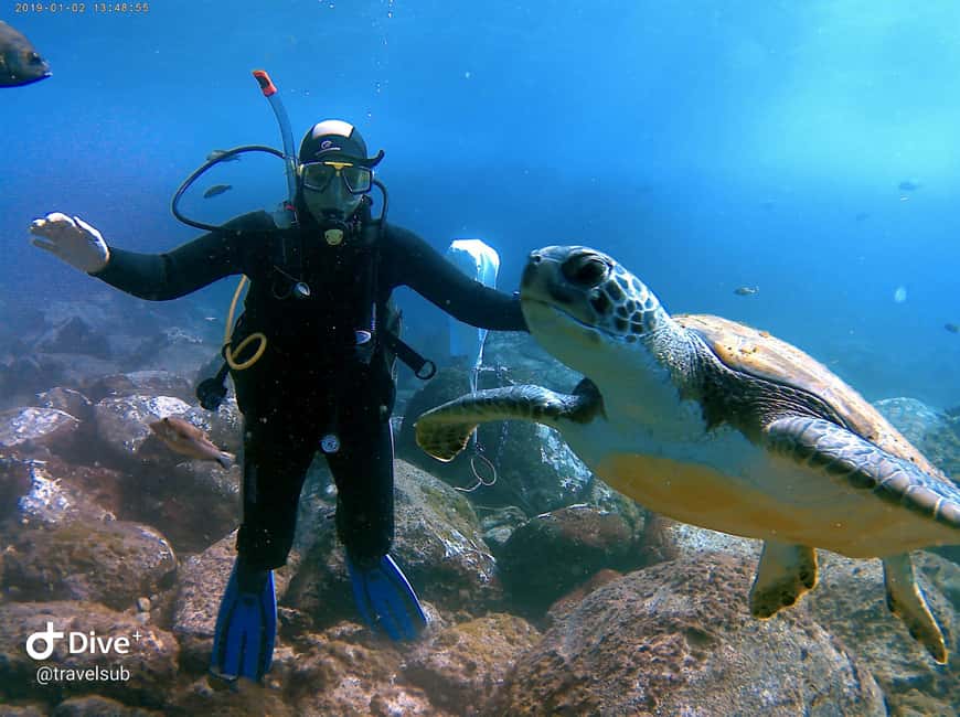 Tenerife: Puerto Colon Discover Scuba Diving Trip - From Puerto Colón to your first breath underwater