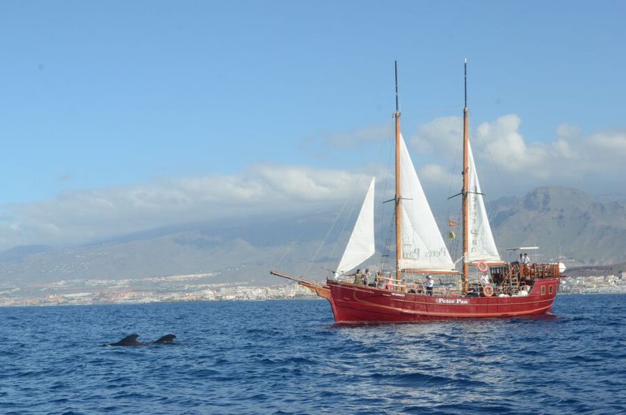 Tenerife:Respectful Whale Watching, Pirate Ship, & Swim - Looking for Pilot Whales and Dolphins