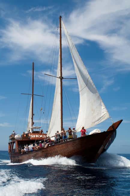 Tenerife:Respectful Whale Watching, Pirate Ship, & Swim - Is $17 Good Value for Two Hours?