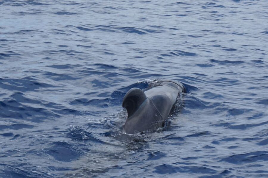 Tenerife:Respectful Whale Watching, Pirate Ship, & Swim - Should You Book the Peter Pan?