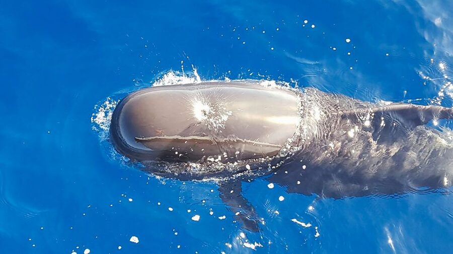Tenerife: Sailboat Tour with Food and Snorkeling - Simple onboard food, with drinks included
