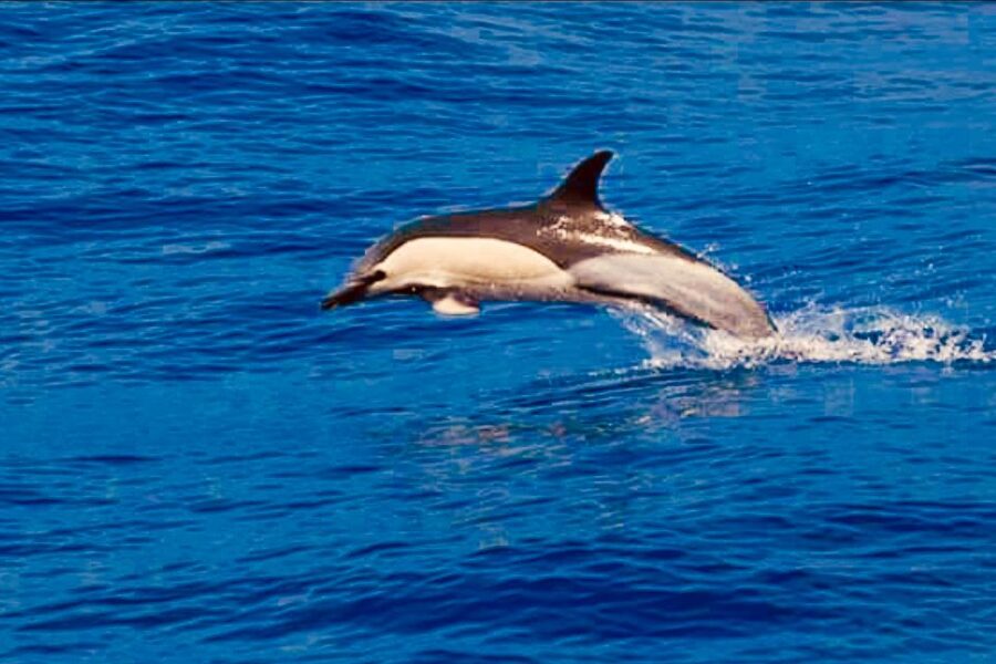 Tenerife: Sailboat Tour with Food and Snorkeling - What the three-hour route feels like