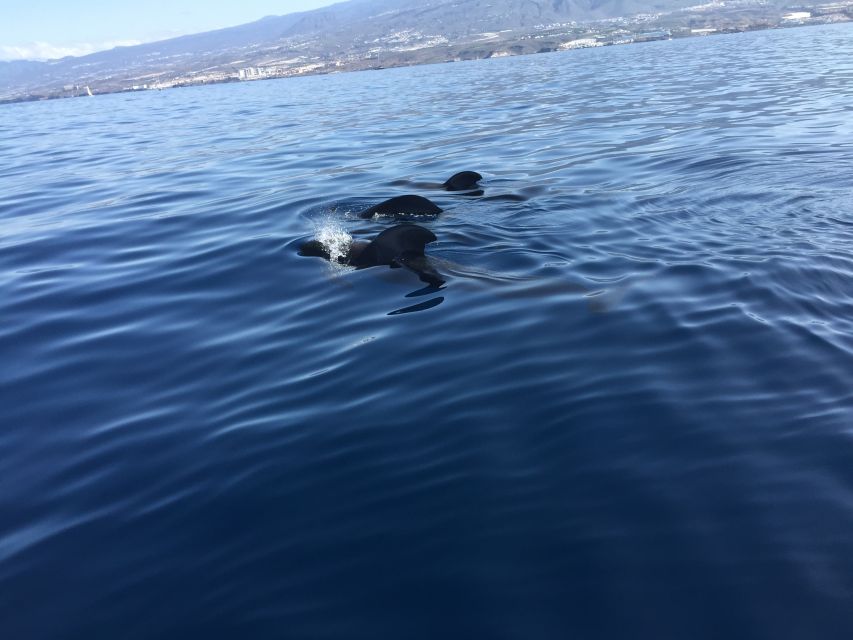 Tenerife: Sailing Excursion with Whale and Dolphin Watching - Out from Puerto Colón toward the whale grounds