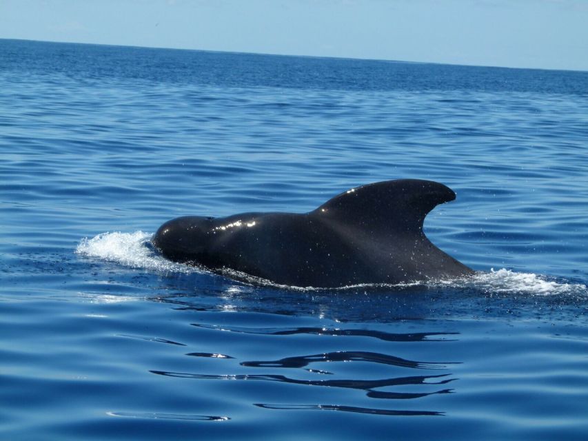 Tenerife: Sailing Excursion with Whale and Dolphin Watching - Who will get the most from this trip