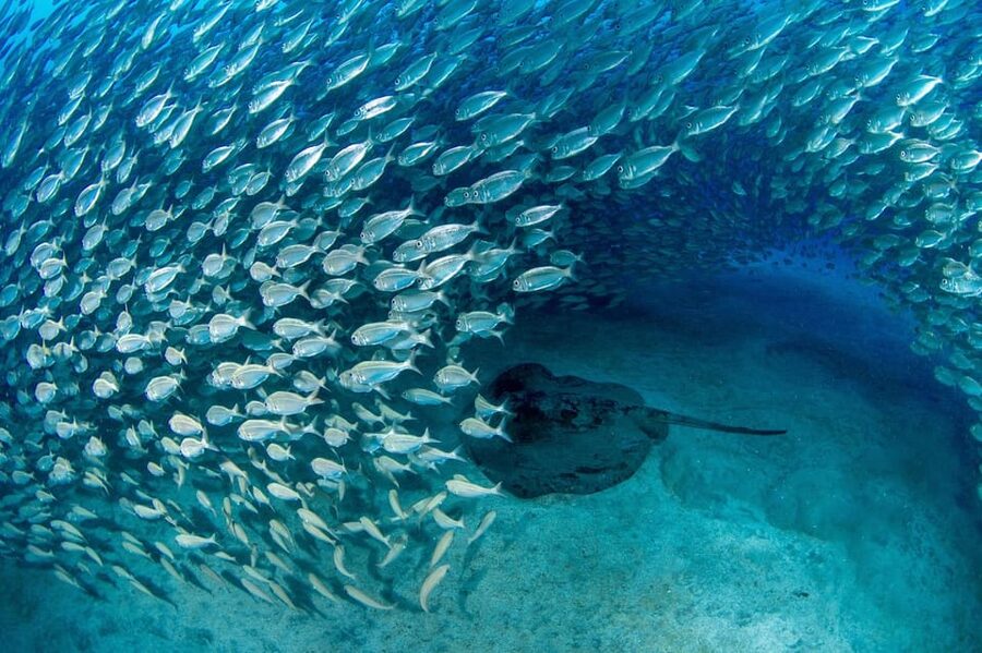 Tenerife: Scuba Diving Experience for Every Level - A first look beneath Tenerife’s volcanic coast