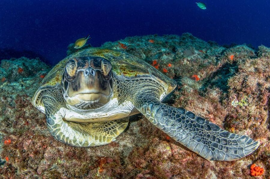 Tenerife: Scuba Diving Experience for Every Level - The briefing, gear, and shallow-water practice