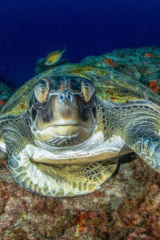 Tenerife: Scuba Diving Experience for Every Level - What the three-person limit means in practice