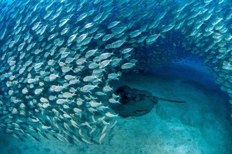 Tenerife: Scuba Diving Experience for Every Level - Who will enjoy this most?