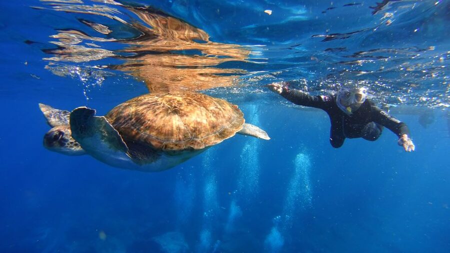 Tenerife: Snorkel with Turtles - At a glance