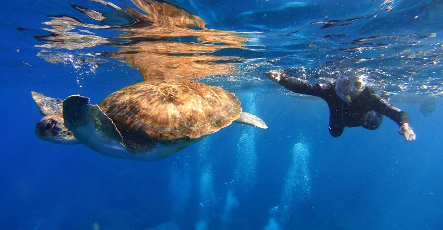Tenerife: Snorkel with Turtles - An hour among turtles and other marine life