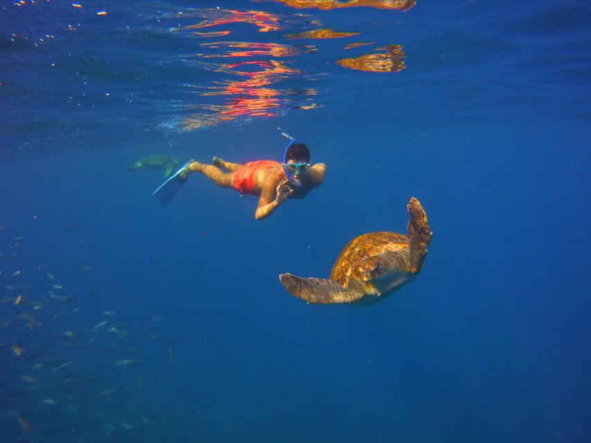 Tenerife: Snorkel with Turtles - The return ride and your photos
