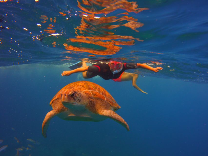 Tenerife: Snorkel with Turtles - What the $81 price gets you