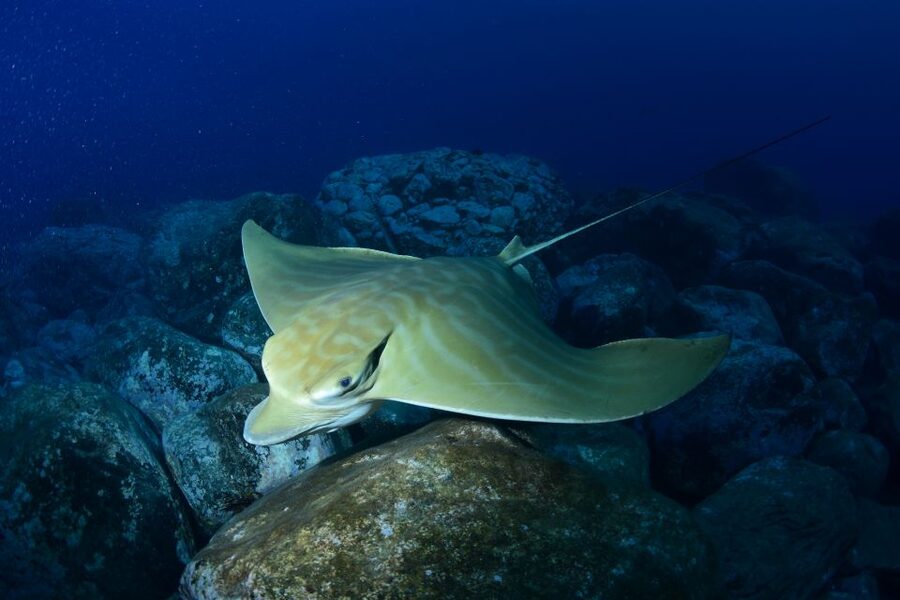 Tenerife: Snorkel with Turtles - Practical details before you book