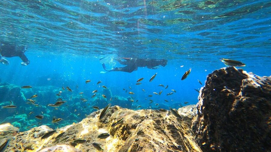 Tenerife: Snorkeling Tour in a Marine Protected Area - The 50-minute swim through reef and seagrass