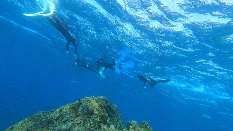 Tenerife: Snorkeling Tour in a Marine Protected Area - Who should book this snorkel tour?