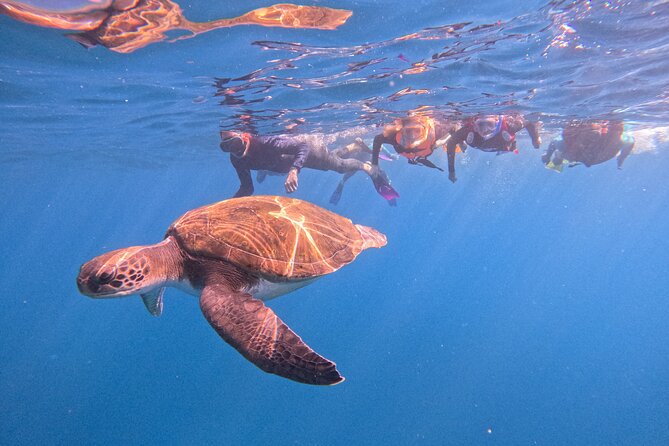 Tenerife Snorkeling Tour in turtle habitat - At a glance