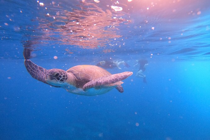 Tenerife Snorkeling Tour in turtle habitat - Sea conditions, comfort and safety