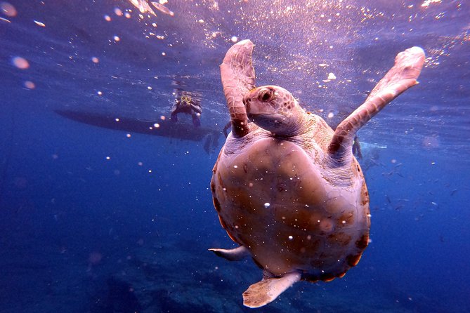 Tenerife Snorkeling Tour in turtle habitat - Wildlife without a guarantee