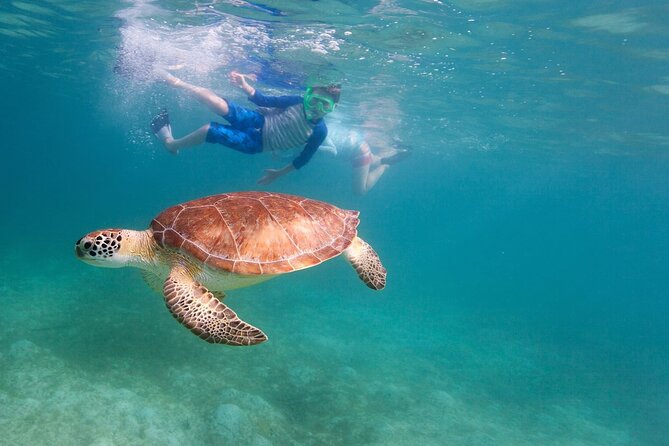 Tenerife Snorkeling Tour in turtle habitat - Booking and practical details