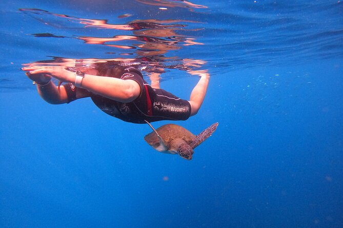 Tenerife Snorkeling Tour in turtle habitat - Should you book the Tenerife turtle snorkeling trip?