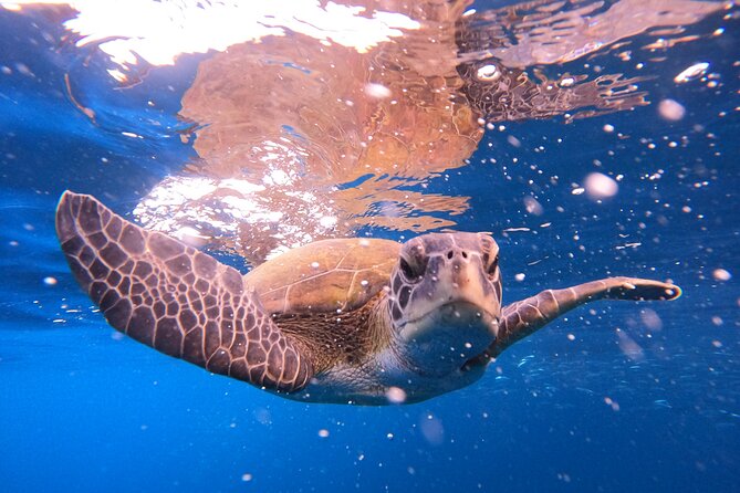 Tenerife Snorkeling Tour in turtle habitat - From the briefing room to the water