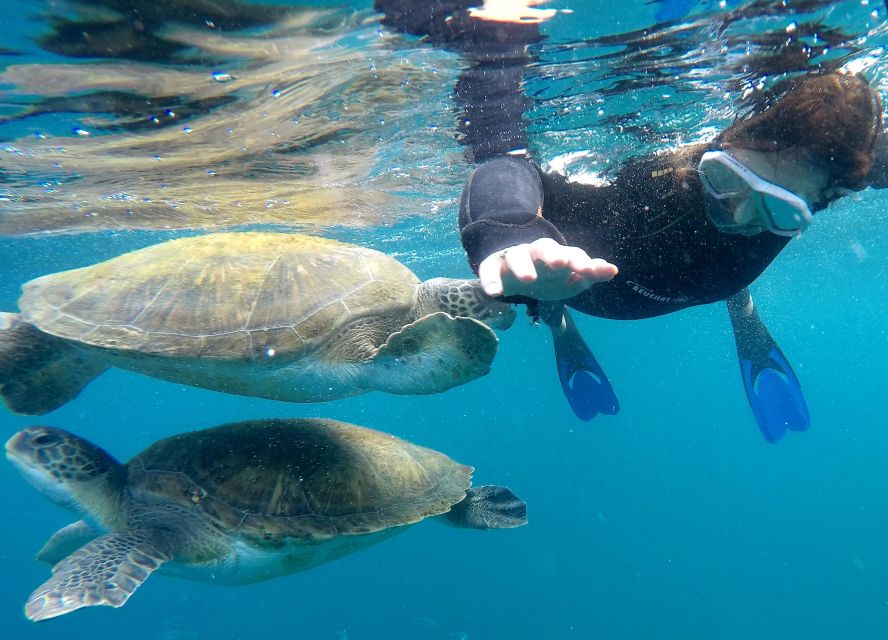 Tenerife: Snorkeling Trip in a Turtle Habitat - A short ride from Puerto Colón to the turtle habitat