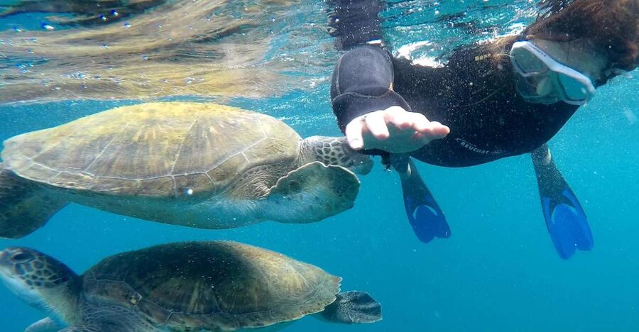 Tenerife: Snorkeling Trip in a Turtle Habitat - What happens during the safety briefing
